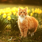  Рыжий кот стоит среди <b>желтых</b> тюльпанов 