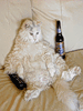 Кот развалясь смотрит телевизор и пьет пиво