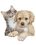  <b>Парочка</b> котенок и щенок обнимаются 