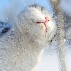 Кошак стряхивает снег