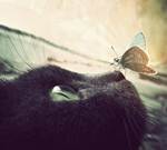 У кошки на носу бабочка