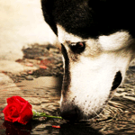  Собака пьет воду из <b>лужи</b>, в которой лежит красная роза 