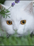  <b>Белый</b> котик кого-то выслеживает 