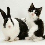  <b>Кролик</b> и котик 