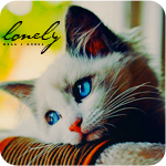 Котёнок с красивыми голубыми глазками (lonely)