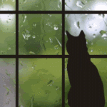  <b>Силуэт</b> кошки у мокрого окна 