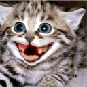  Котенок улыбается человеческой улыбкой без <b>зубов</b> 