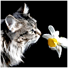  Кот нюхает <b>цветок</b> 