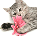  Серый котенок лежит с розовым цветком <b>герберы</b> 