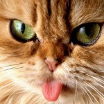  Рыжая <b>кошка</b> с высунутым языком 