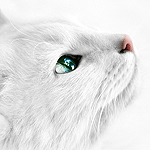  <b>Кошка</b> с зелеными глазами подняла голову вверх 