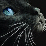  Черная <b>кошка</b> с голубыми глазами 