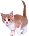 Котенок рыжий с беленьким, хвост <b>морковкой</b> 