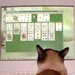 Кот раскладывает пасьянс на компьютере