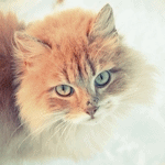Рыжий пушистый котик с мерцающими глазками и носиком