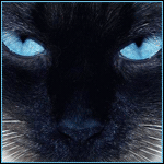  Голубые глаза черного <b>кота</b> пристально смотрят на нас 