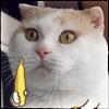 Прикольный кот с бананами