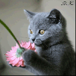  <b>Киса</b> играет с цветком 