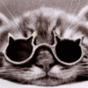 Котёнок в очках в форме кошек