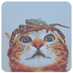 Краб сидит на голове удивленного кота