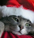  <b>Кот</b> - Санта Клаус 