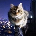 Кот сидит на перилах балкона на фоне ночного неба