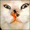 Кошка сводит оба глаза на муху сидящую у нее на носу