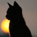  <b>Силуэт</b> котёнка на фоне заката 