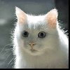 Белый кот смотрит
