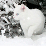  <b>Белая</b> кошка зимой 