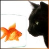  Кот смотрит на <b>золотую</b> рыбку в воде 