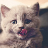 Маленький серенький  котенок с высунутым языком