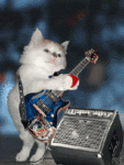  <b>Кот</b> гитарист 