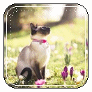  <b>Сиамская</b> кошка сидит возле фиолетовых цветов 