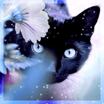  Черный кот пристально смотрит из-за <b>цветов</b> 