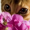 Кошка с цветком