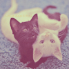  <b>Черный</b> и белый котята 