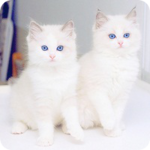  Два белых котенка с голубыми <b>глазами</b> 