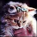 Котенок с бантиком на голове