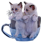  Два котенка в прозрачной <b>кружке</b> 