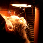  Кот сидит под лампой и смотрит на её <b>свет</b> 