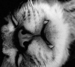  Спящий котенок с зубами как у <b>вампира</b> 