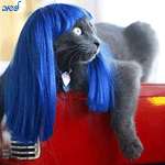  <b>Кошка</b> в синем парике 
