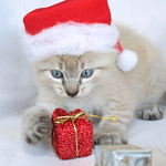  <b>Кот</b> с подарком 