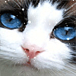 Кошка с голубыми глазами смотрит на снежинки
