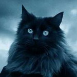 Пугающе умный взгляд чёрной кошки