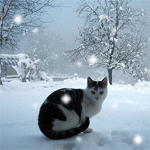 Кот сидит на улице, идет снег