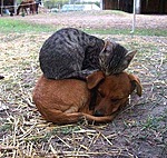 Кошка спит свернувшись калачиком на собаке