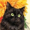  Черная кошка с <b>желтыми</b> глазами 