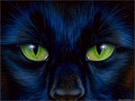 Глаза внимательной кошки